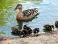 Mother Duck and Her Ducklings