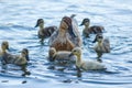 A Mother Duck and Her Ducklings. Royalty Free Stock Photo