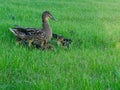 Mother Duck with her ducklings on the grass