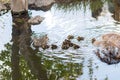 Mother duck with her ducklings swimming in swamp in the pond. Royalty Free Stock Photo