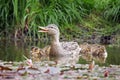 Mother duck with her ducklings Royalty Free Stock Photo