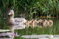 Mother duck with her ducklings Royalty Free Stock Photo