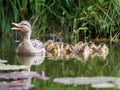 Mother duck with her ducklings Royalty Free Stock Photo