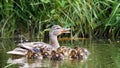 Mother duck with her ducklings Royalty Free Stock Photo