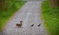 Mother duck and her two ducklings Royalty Free Stock Photo