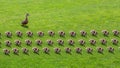 Mother duck leads her children little ducklings flat lay pattern in a meadow. Royalty Free Stock Photo