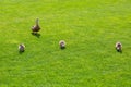 Mother duck leads her children little ducklings in a meadow. Royalty Free Stock Photo