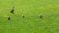 Mother duck leads her children little ducklings in a meadow to graze. Royalty Free Stock Photo