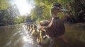 A mother duck leads her ducklings down a river on a sunny day Royalty Free Stock Photo