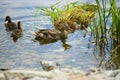 Mother duck with little baby ducks swiming in pond Royalty Free Stock Photo