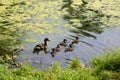 Mother duck with little ducklings swimming in a pond on a Sunny summer day. Royalty Free Stock Photo