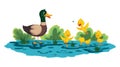 Mother duck and little ducklings walking or swims on the water. Cartoon wild bird with cute yellow babies. Duck family