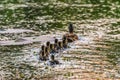 Mother Mallard with Ducklings swimming in lake Royalty Free Stock Photo