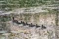 Mother Mallard with Ducklings swimming in lake Royalty Free Stock Photo