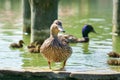 Mother duck, mallard and ducklings swimming on lake Royalty Free Stock Photo