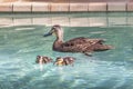 Mother Duck paddling in a pool