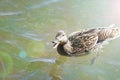 The mother duck send alarm signals to her chicks. Wild birds