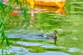 Mother duck with a single, small duckling behind it, followed closely by a kayak, in an urban lake. Royalty Free Stock Photo
