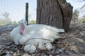 Mother duck sitting on her eggs Royalty Free Stock Photo