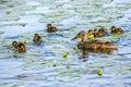 mother duck with small ducklings swimming in river lake water between water lilies Royalty Free Stock Photo