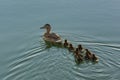 Mother Duck Swimming with Ducklings on the Lake