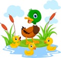 Mother duck swims with her three little cute ducklings in the pond. Funny and adorable Royalty Free Stock Photo