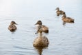 Mother duck taking care of her ducklings Royalty Free Stock Photo