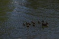 Mother duck with ten ducklings in a pond in late spring