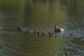 Mother duck with ten ducklings in a pond in late spring