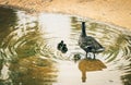 Mother duck and three ducklings