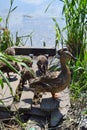 A mother duck waits for her ducklings while they eat Royalty Free Stock Photo