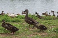 Mother duck walking with her ducklings beside the pond Royalty Free Stock Photo