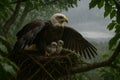 Mother Eagle Protecting Eaglets in the Nest During Rain Royalty Free Stock Photo