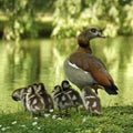 Mother Egyptian geese