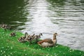 Mother Egyptian Goose with her goslings in a park in Brussels Belgium