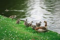 Mother Egyptian Goose with her goslings in a park in Brussels Belgium