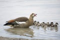 A mother Egyptian Goose with her seven babies