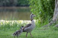 Mother Egyptian Goose With Little One At Amsterdam The Netherlands 26-6-2020