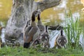 Mother Egyptian Goose With Little Ones At Amsterdam The Netherlands 26-6-2020