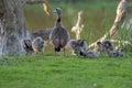 Mother Egyptian Goose With Little Ones At Amsterdam The Netherlands 26-6-2020