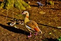 Goosey Goosey gander where shall I wonder Royalty Free Stock Photo