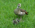 Mother Egyptian Goose Watches Over Three Babies