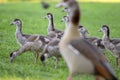 Mother Egyptian Goose With Young Ones At Amsterdam The Netherlands 26-6-2020