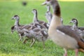 Mother Egyptian Goose With Young Ones At Amsterdam The Netherlands 26-6-2020