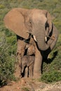 Mother elephant and baby Royalty Free Stock Photo