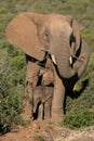 Mother elephant and baby