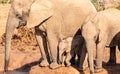 Mother elephant with baby drinking water