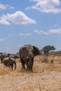 Mother elephant with baby elephants on food searching Royalty Free Stock Photo