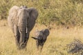 Elephant and Calf Royalty Free Stock Photo