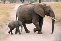 Mother elephant with calf Royalty Free Stock Photo